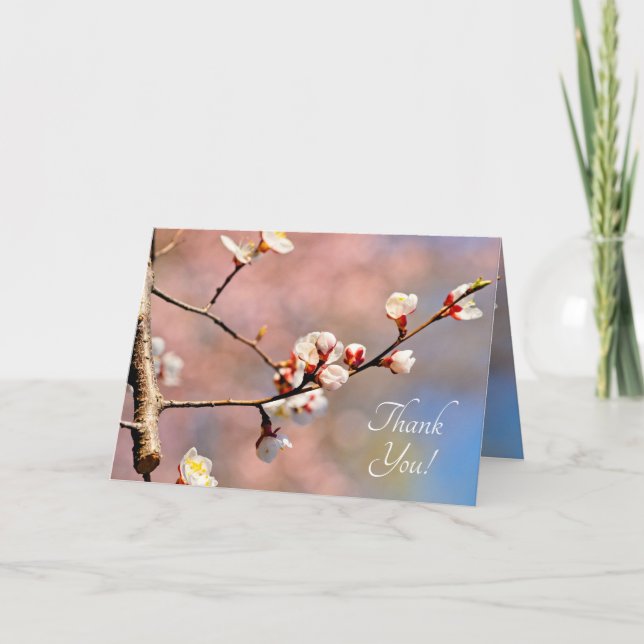 Buds of Japansk Apricot Flowers Tack Kort (Framsida)