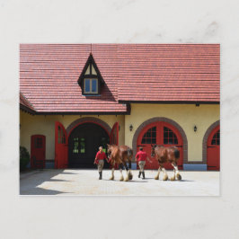 Budweiser Clydesdale Horses in New Hampshire Vykort