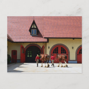 Budweiser Clydesdale Horses in New Hampshire Vykort