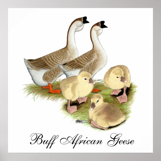 Buff African Goose Family Poster (Framsidan)
