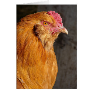 Buff Ameraucana Tupp Tillfällen Hälsningskort