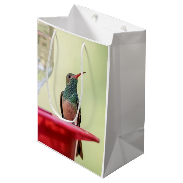 Buff-bellied hummingbird i Texas (Framsidan Vinklad)