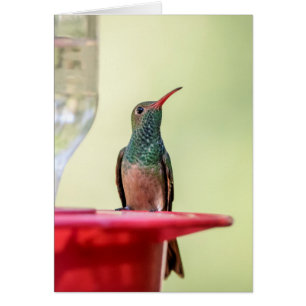 Buff-bellied hummingbird i Texas Hälsningskort