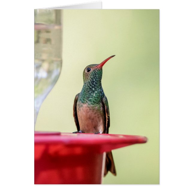 Buff-bellied hummingbird i Texas Hälsningskort (Framsidan)