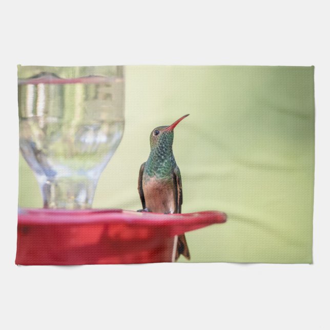 Buff-bellied hummingbird i Texas Kökshandduk (Horisontell)