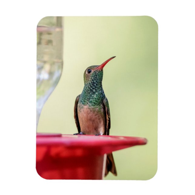 Buff-bellied hummingbird i Texas Magnet (Vertikal)