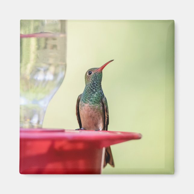 Buff-bellied hummingbird i Texas Magnet (Framsidan)
