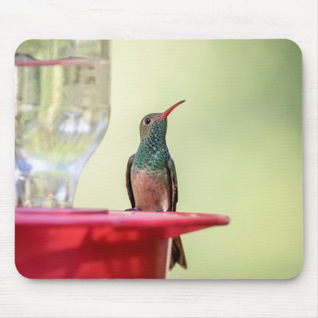 Buff-bellied hummingbird i Texas Musmatta (Framsidan)