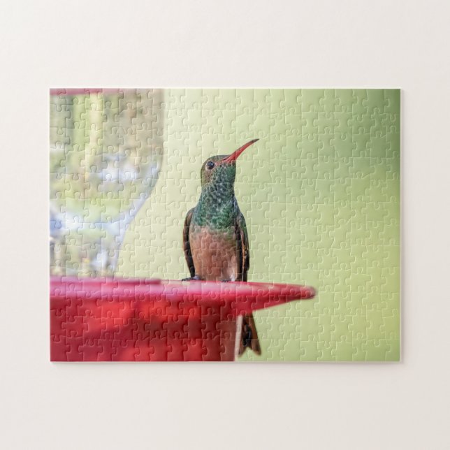 Buff-bellied hummingbird i Texas Pussel (Horisontell)