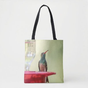 Buff-bellied hummingbird i Texas Tygkasse