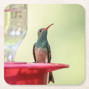 Buff-bellied hummingbird i Texas Underlägg Papper Kvadrat
