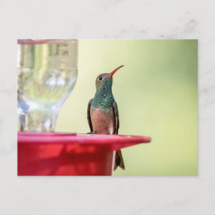 Buff-bellied hummingbird i Texas Vykort