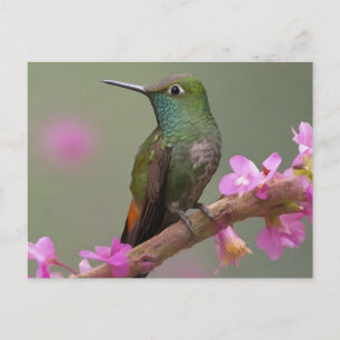 Buff-bellied Hummingbird i vila Vykort