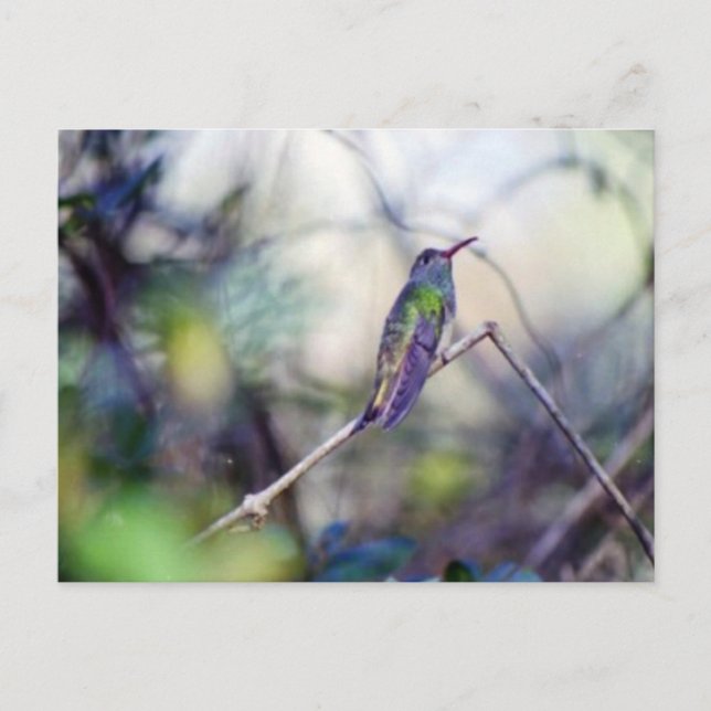 Buff-bellied Postcard Vykort (Framsida)