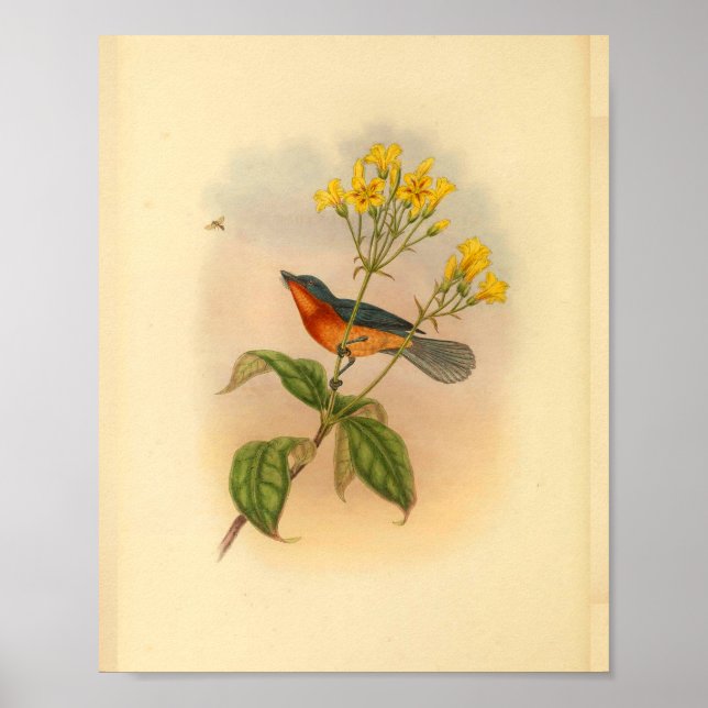 Buff Bellzed Red Fantail Flycatcher Bird Print Poster (Framsidan)