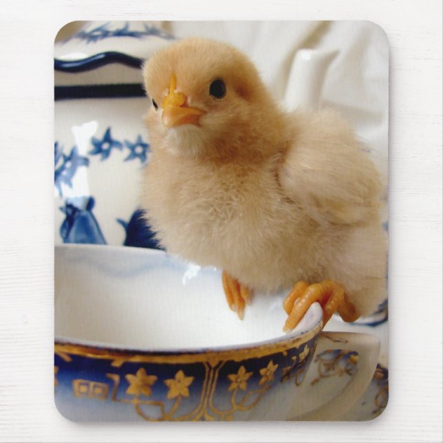 Buff Chick i Tea Musmatta (Framsidan)