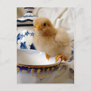Buff Chick i Tea Vykort