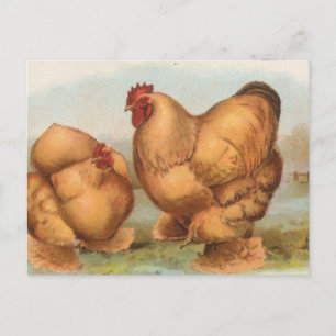 Buff Cochins Vykort
