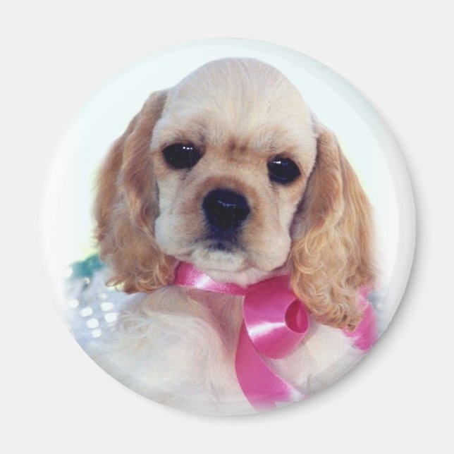 Buff Cocker puppy magnet (Framsidan)
