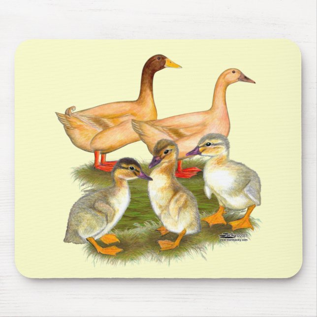 Buff Orpington Ankfamilj Musmatta (Framsidan)