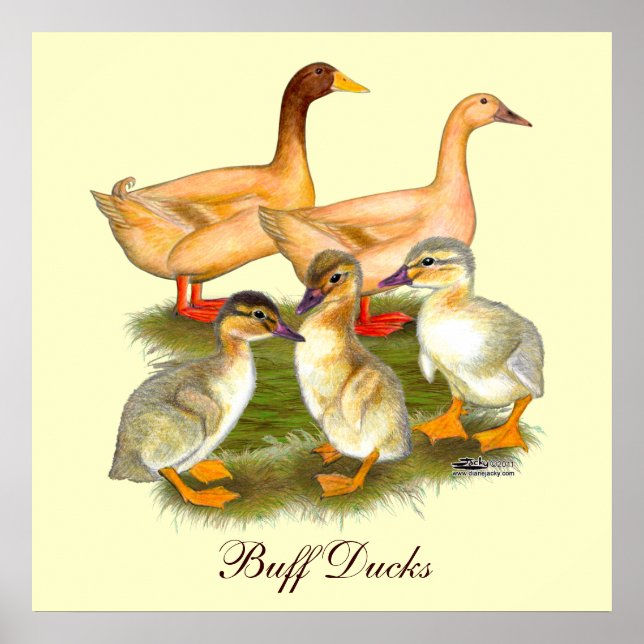 Buff Orpington Ankfamilj Poster (Framsidan)