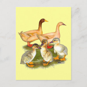 Buff Orpington Ankfamilj Vykort