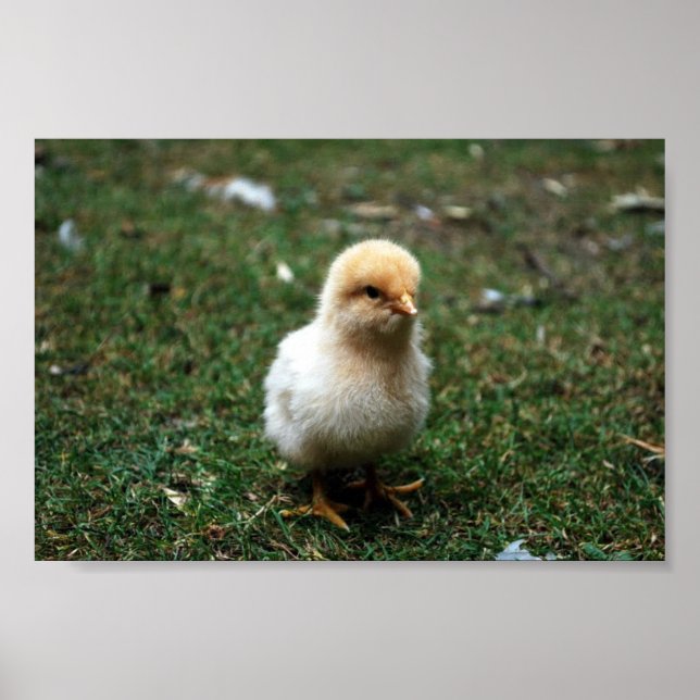 Buff Orpington-Chick Poster (Framsidan)