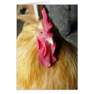 Buff Orpington Tupp Hälsningskort