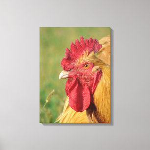 Buff Orpington Tupp Kanvastryck