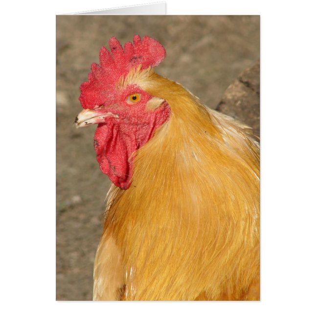 Buff Orpington Tupp Named Brutus Hälsningskort (Framsidan)