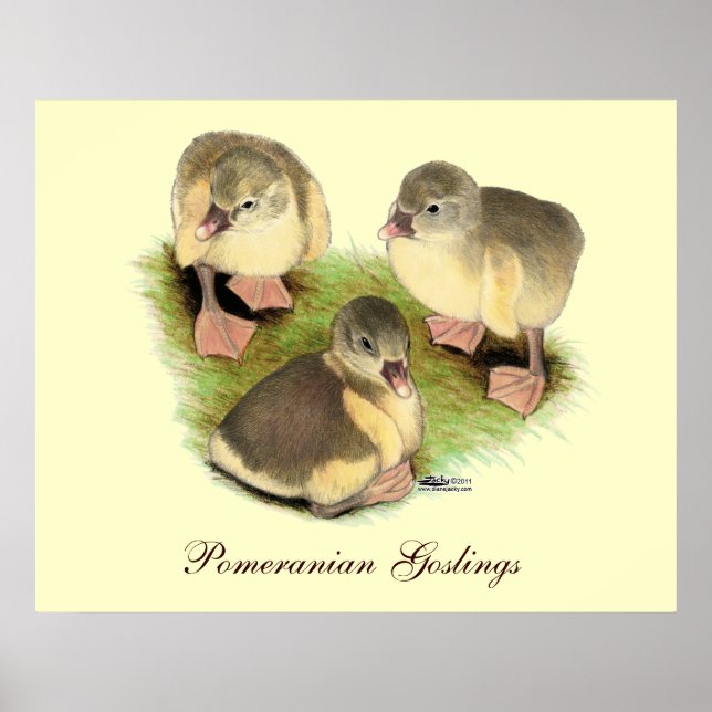 Buff Pomeranian Gässlingar Poster (Framsidan)