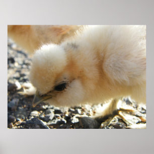Buff Silkie Chicken Chick Poster