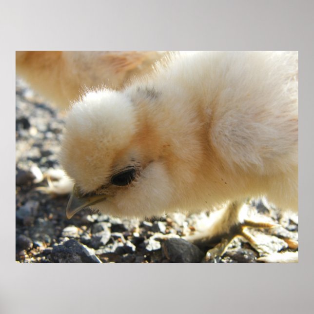 Buff Silkie Chicken Chick Poster (Framsidan)