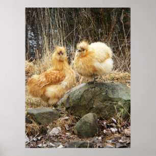 Buff Silkie Chickens Poster