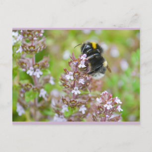 Buff-Tails Bumblebee på Garden Thyme-vykort Vykort