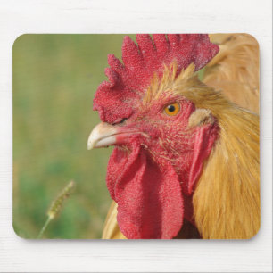 Buff Tupp Musmatta