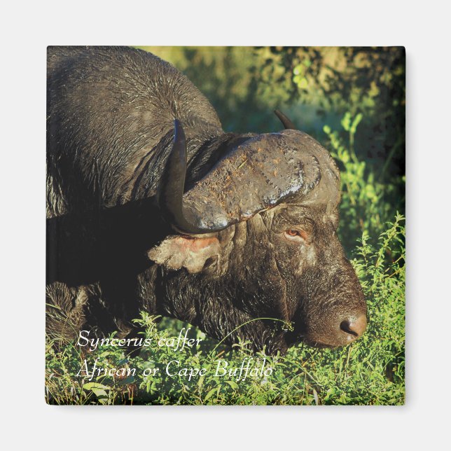 Buffalo African Syncerus caffer Magnet (Framsidan)
