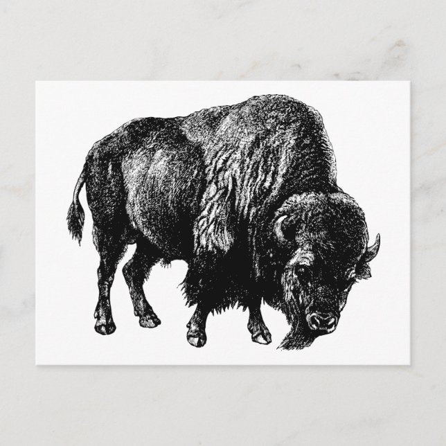 Buffalo American Bison Vintage Wood Engrave Vykort (Framsida)