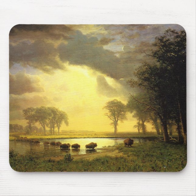 Buffalo-banan, Albert Bierstadt Musmatta (Framsidan)