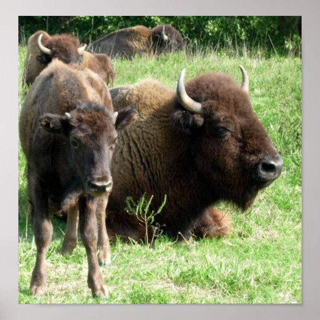 Buffalo Bild Poster utskrift (Framsidan)