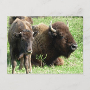 Buffalo Bild vykort