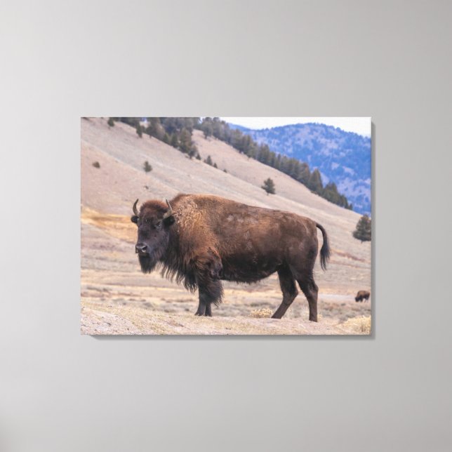 Buffalo Bison American Wildlife Canvastryck (Framsida)