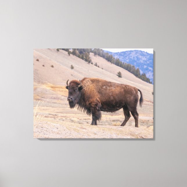 Buffalo Bison Amerikansk Vilda Djur Canvastryck (Framsida)
