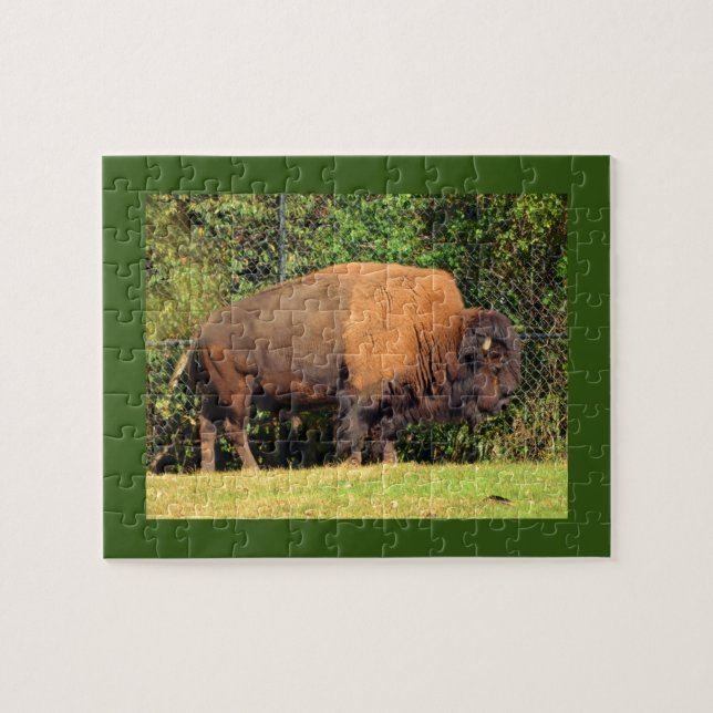 Buffalo (Bison) Kansas, Oklahoma, Wyoming Pussel (Horisontell)