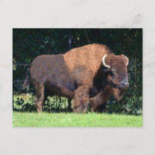 Buffalo (Bison) Kansas, Oklahoma, Wyoming Vykort