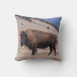 Buffalo Bison Kudde