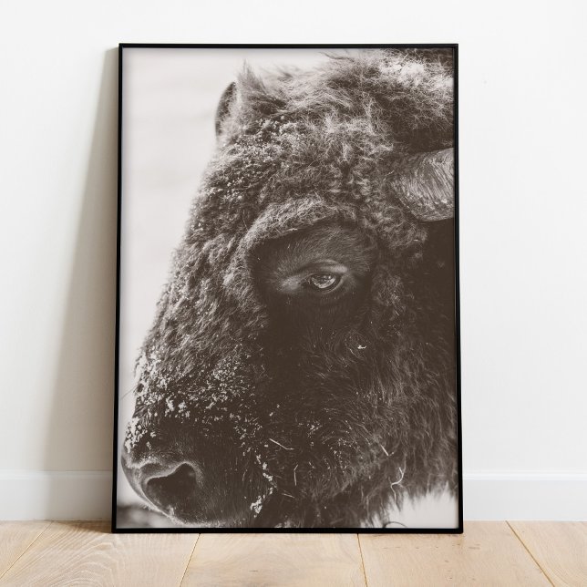 Buffalo Bison-utskrift Poster (Buffalo Bison Photography Print)