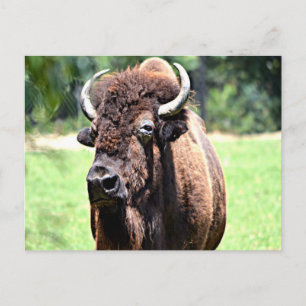 Buffalo (Bison) Vykort
