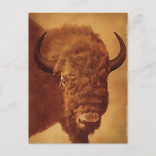 Buffalo / Bison Vykort