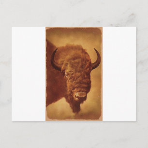 Buffalo / Bison Vykort